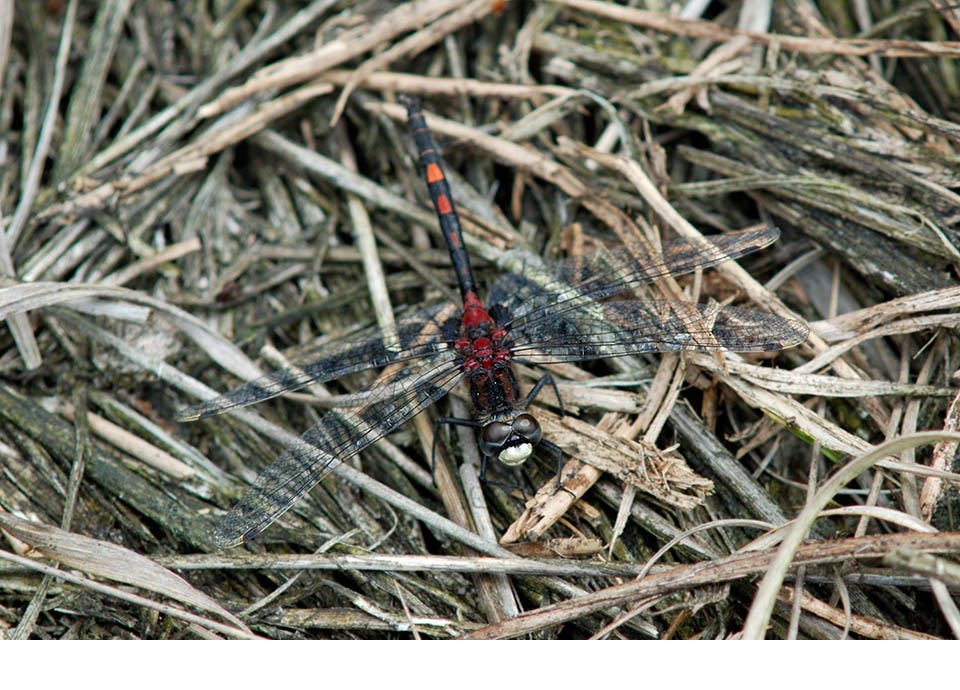 Mature male. July 2006, Groot Schietveld, Brecht, prov. Antwerpen, BE
