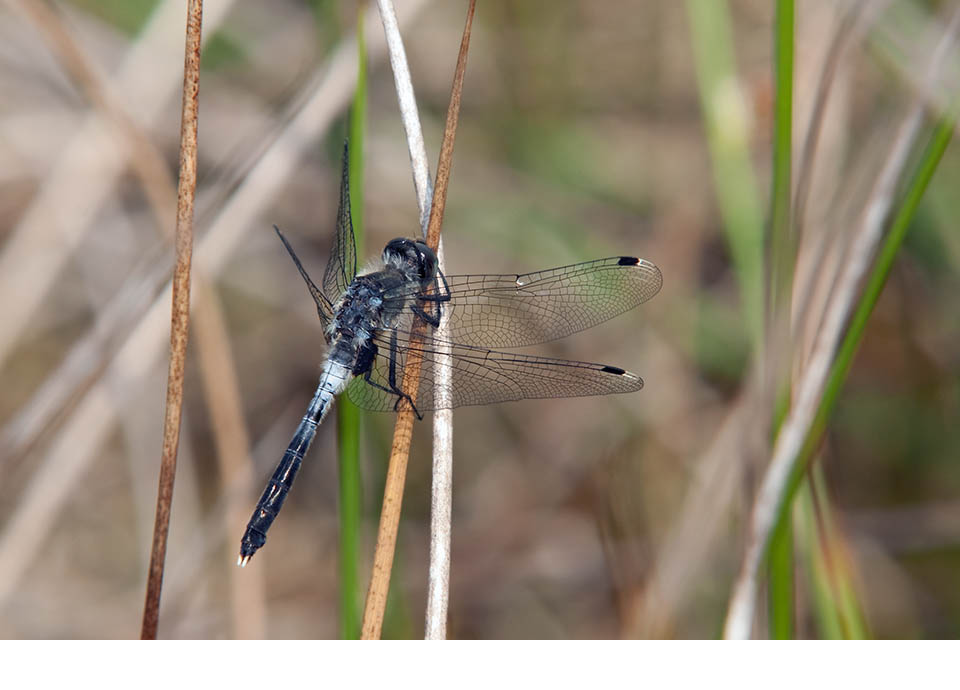 Male. June 2011, Delleboersterheide, prov. Friesland, NL