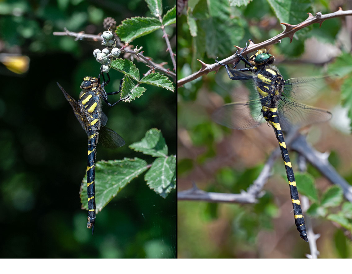 Young female (l), male (r). May 2025, Andros, Cyclades, GR