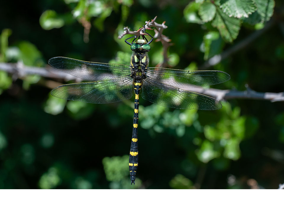 Male. May 2025, Andros, Cyclades, GR