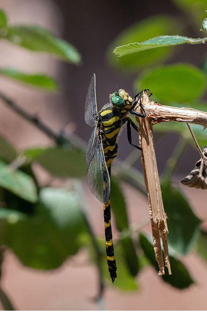 T. bidentataXbuchholzi. June 2025, Kastalia Spring, Delphi, Central Greece, GR