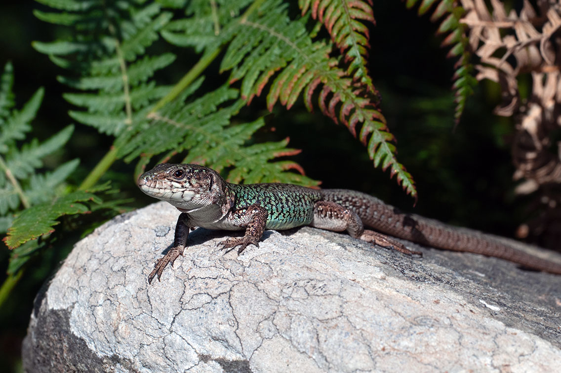 P. e. mykonensis male. May 2025, Andros, Cyclades, GR
