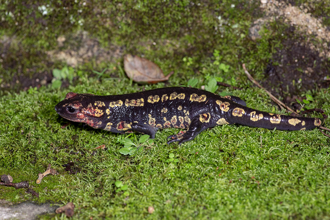 S. s. 'molleri'. February 2026, Parque Natural de Sintra-Cascais, PT