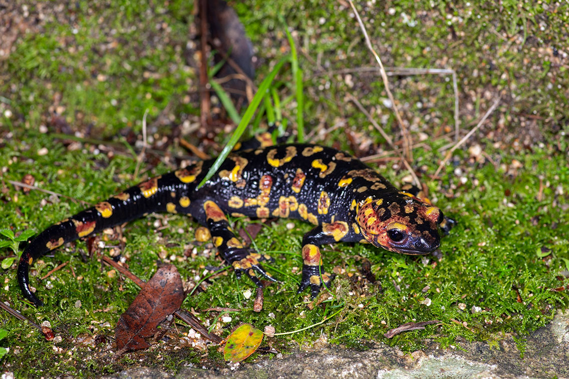 S. s. 'molleri'. February 2026, Parque Natural de Sintra-Cascais, PT