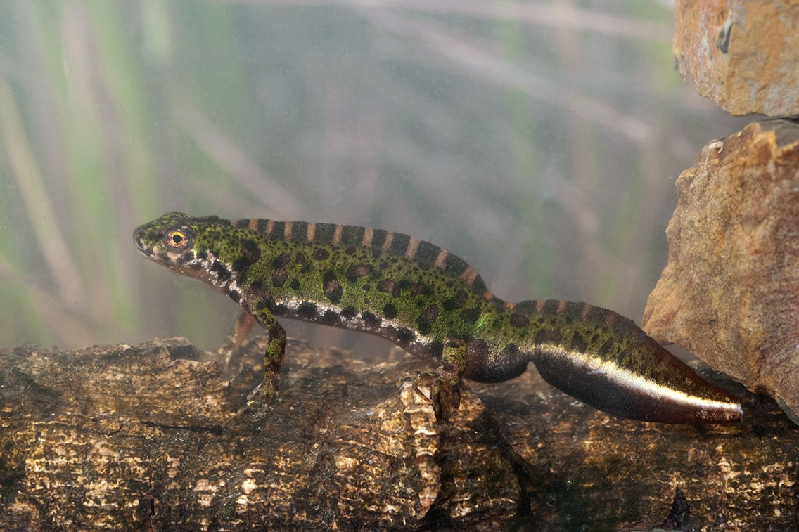T. p. lusitanicus adult male. December 2010, Vila do Bispo, Algarve, PT