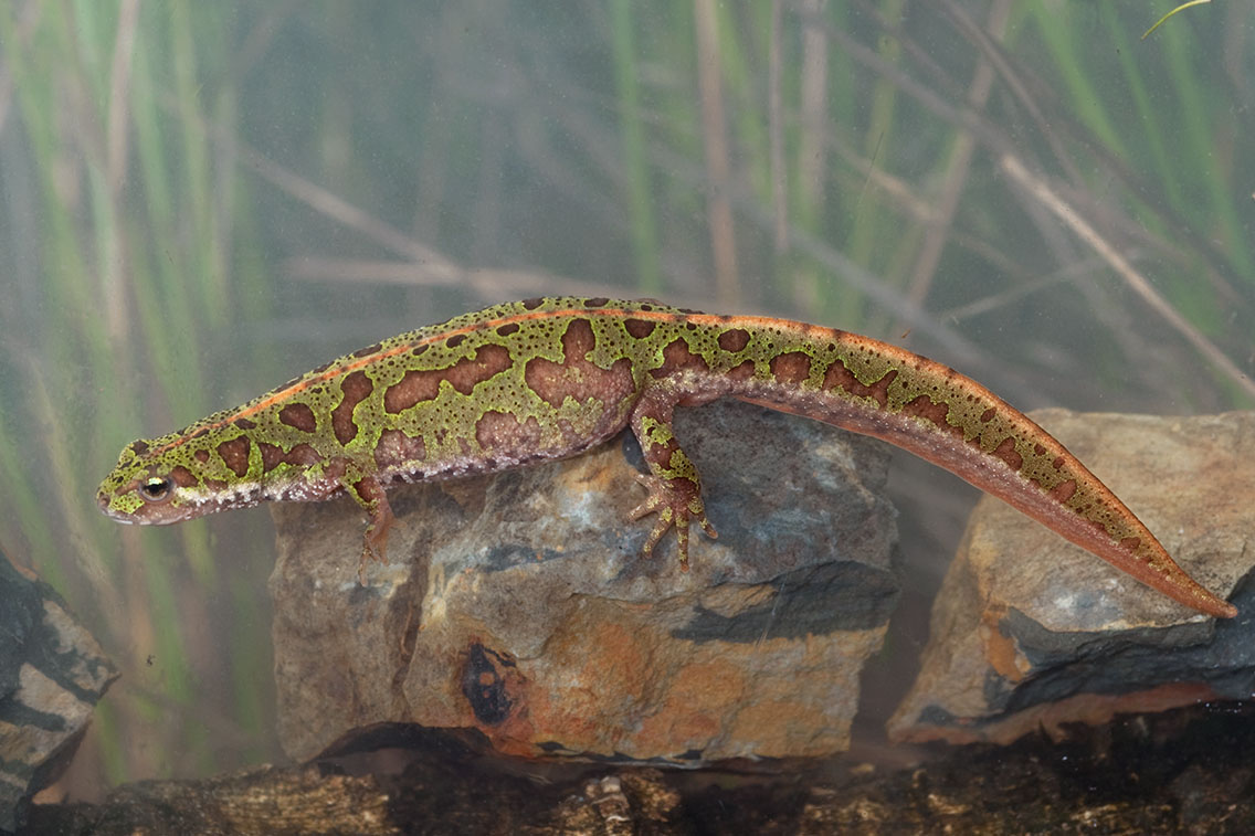 T. p. lusitanicus adult female. December 2010, Vila do Bispo, Algarve, PT