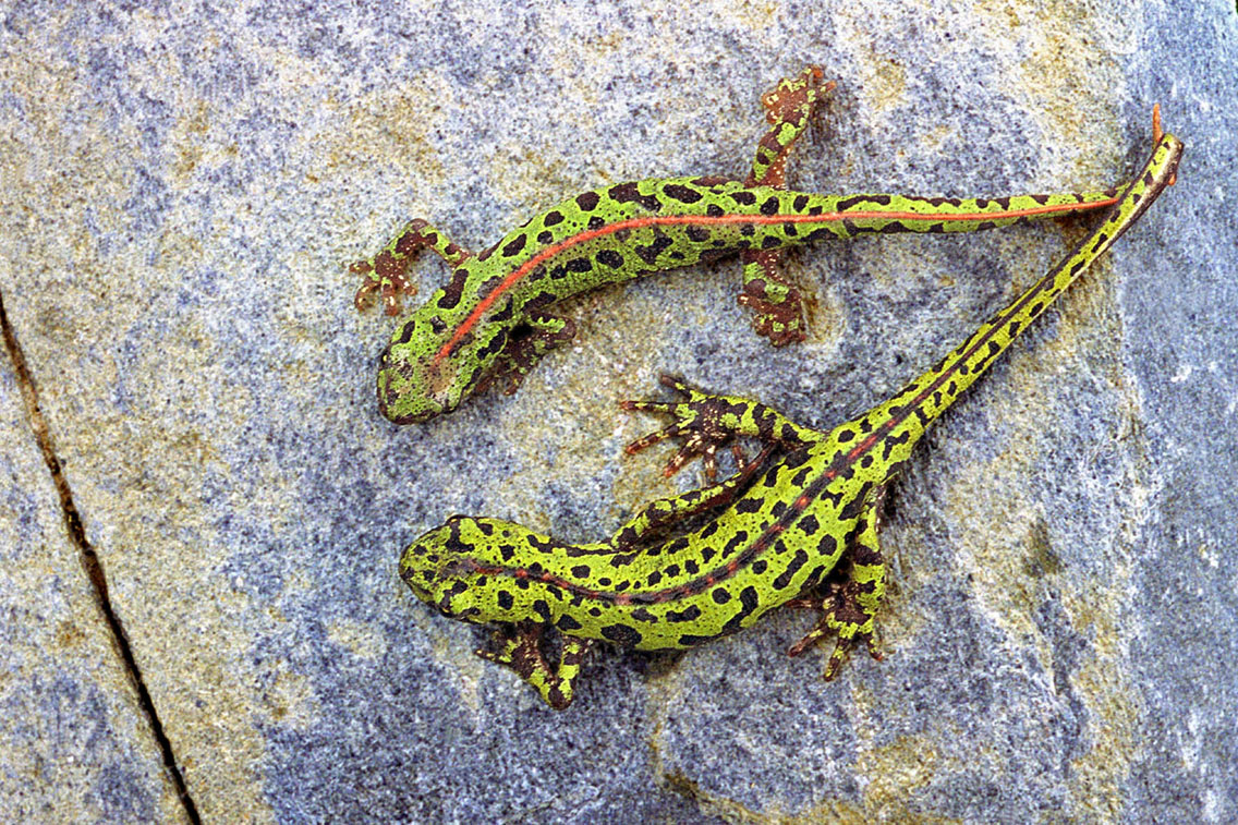 T. p. lusitanicus adult m and f terrestrial phase. February 1999, Sta Martha de Magasca, Extremadura, ES