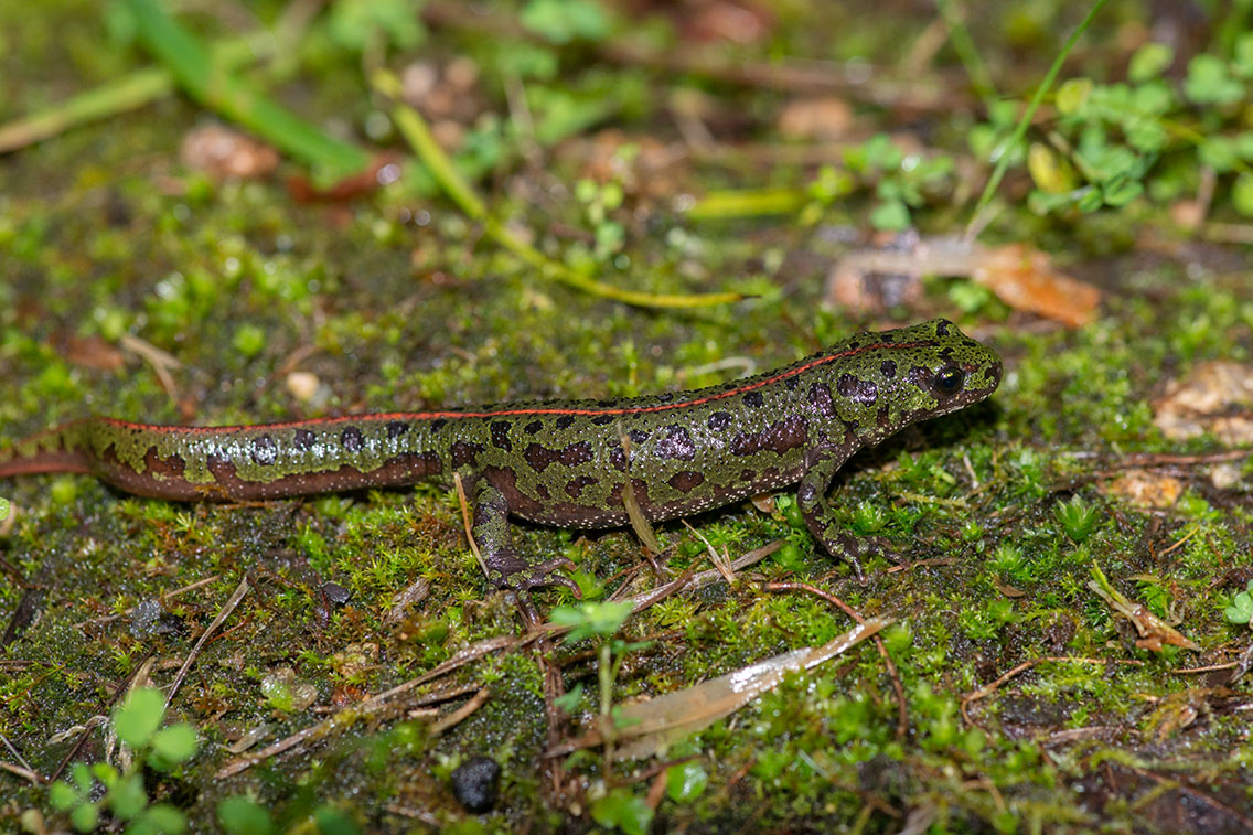 Adult female terrestrial phase. February 2026, Parque Natural de Sintra-Cascais, PT